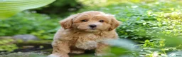 Maltipoo dogs for sale: Letty - Ad 4