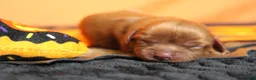 Cavalier King Charles Spaniel dogs for sale: Strawberry  - Ad 3