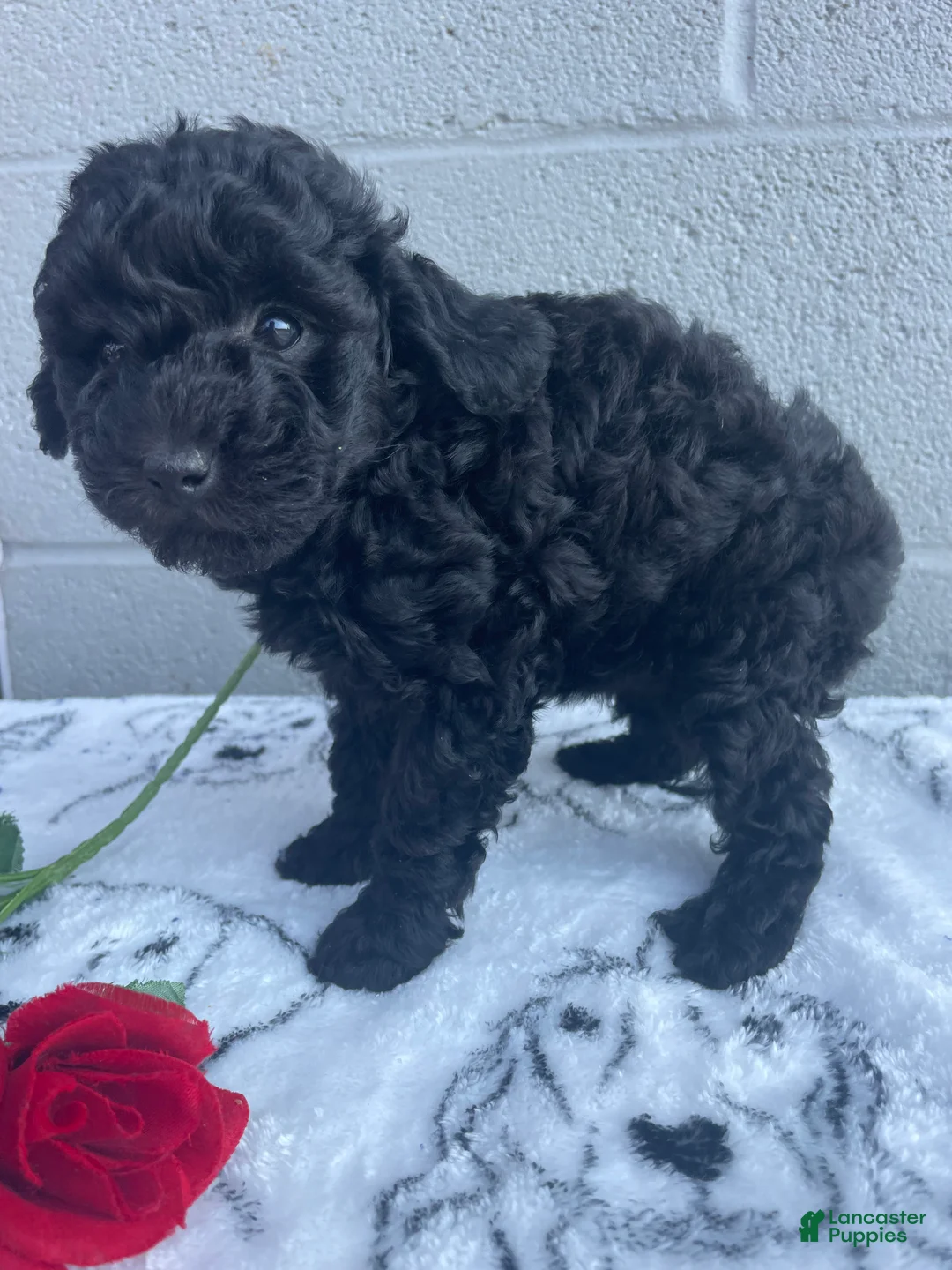 Toy Poodle dogs for sale: Trixie - Ad 2