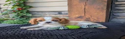 Cavalier King Charles Spaniel dogs for sale: Murphy  - Ad 1