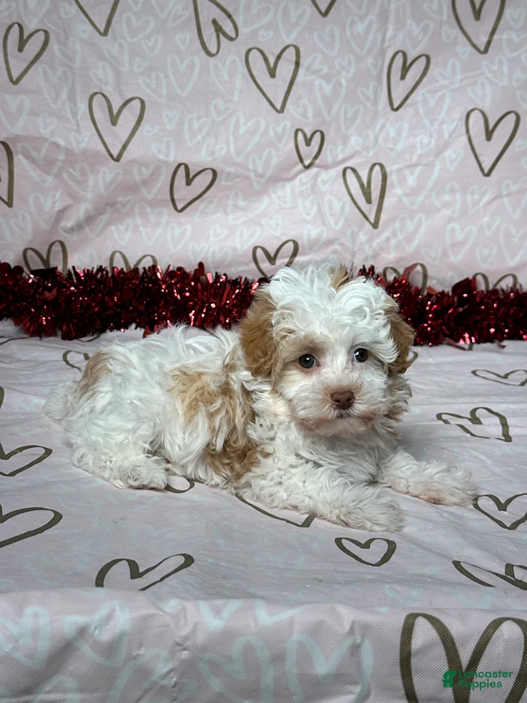 Havapoo dogs for sale: Macy - Ad 5