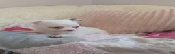 Chihuahua dogs for sale: Snowball  - Ad 4