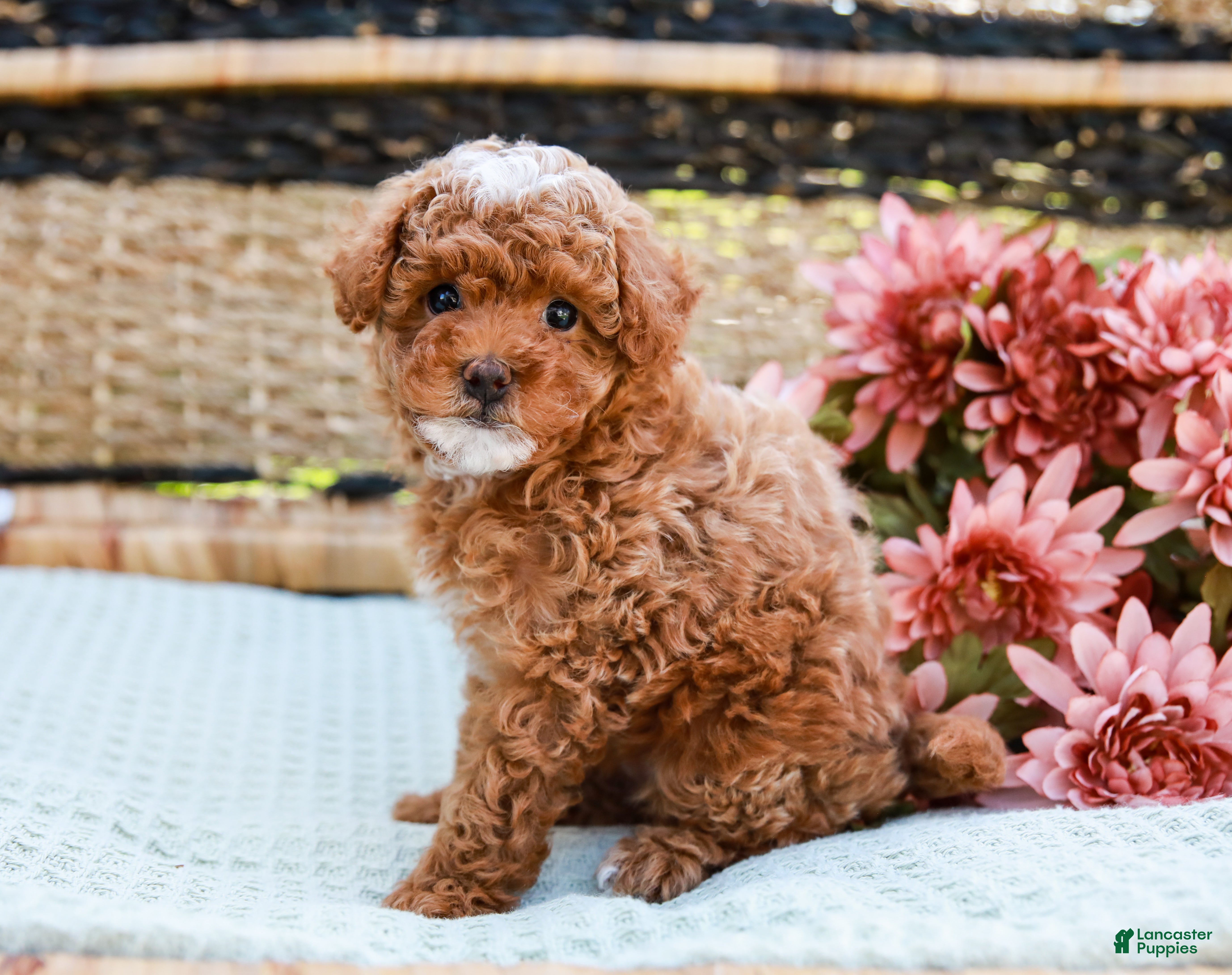 Toy Poodle dogs Bubbles - Ad 2