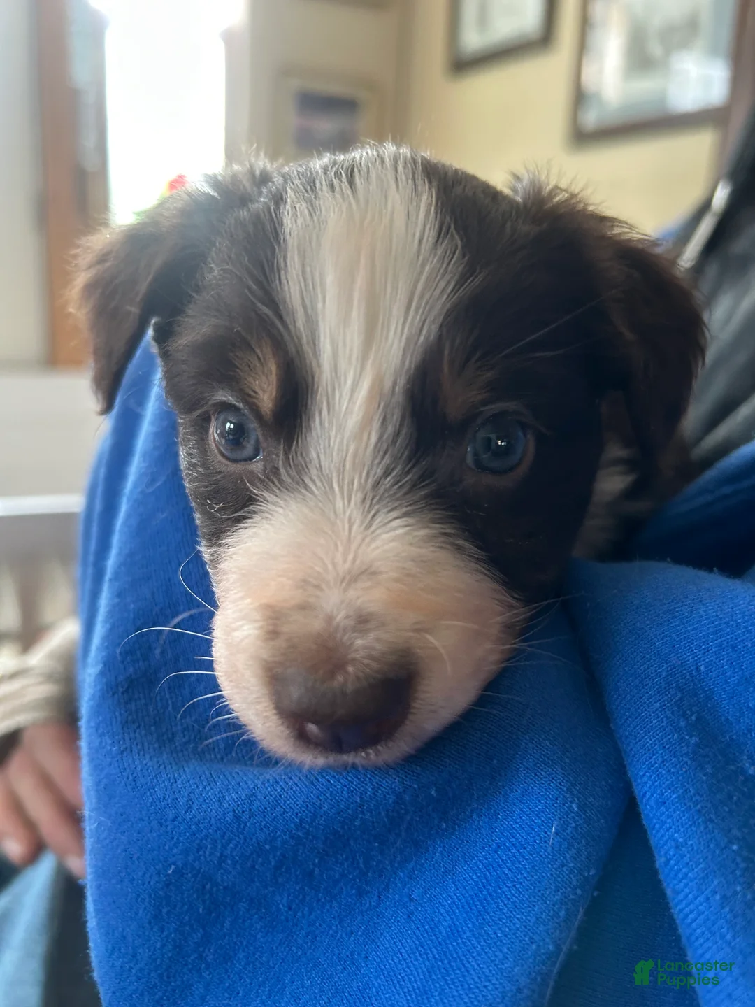 Australian Shepherd dogs for sale: Scarlet O'hara - Ad 1