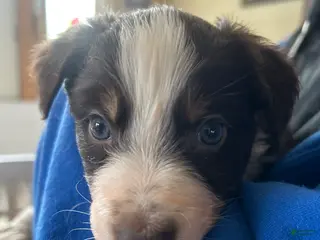 Australian Shepherd dogs Scarlet O'hara - Ad 16