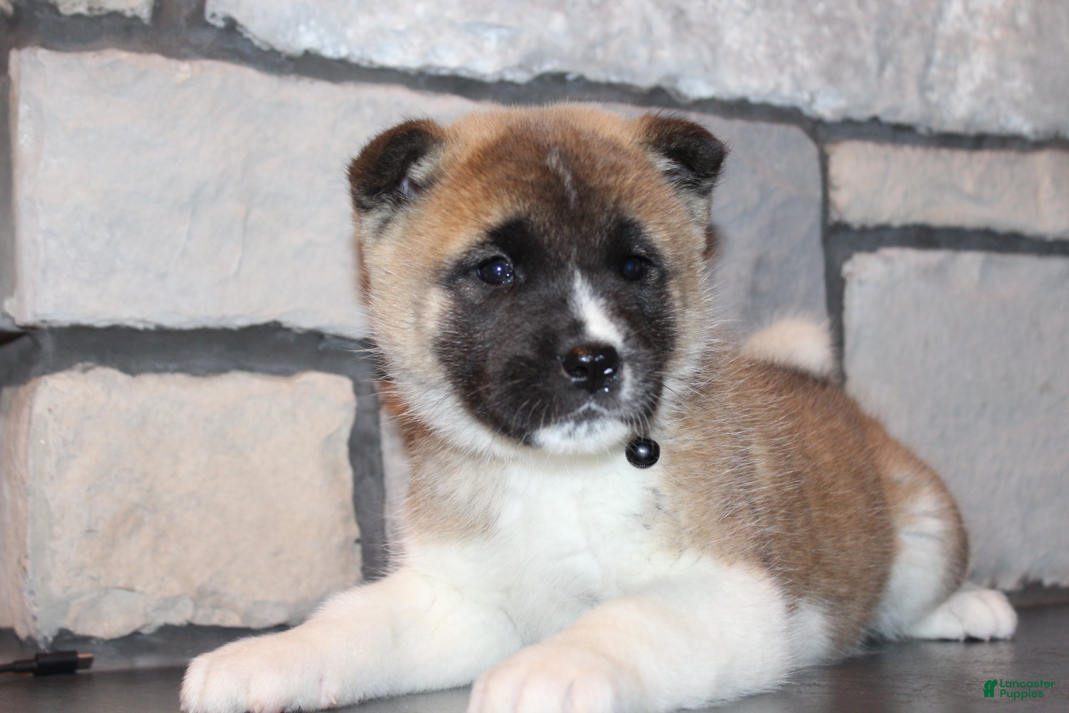 Akita dogs AKC Roxy - Ad 1