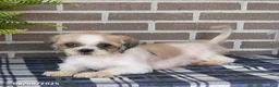 Shih Tzu dogs for sale: Fern - Ad 6