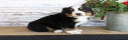 Bernese Mountain Dog dogs for sale: Marshall - Ad 8