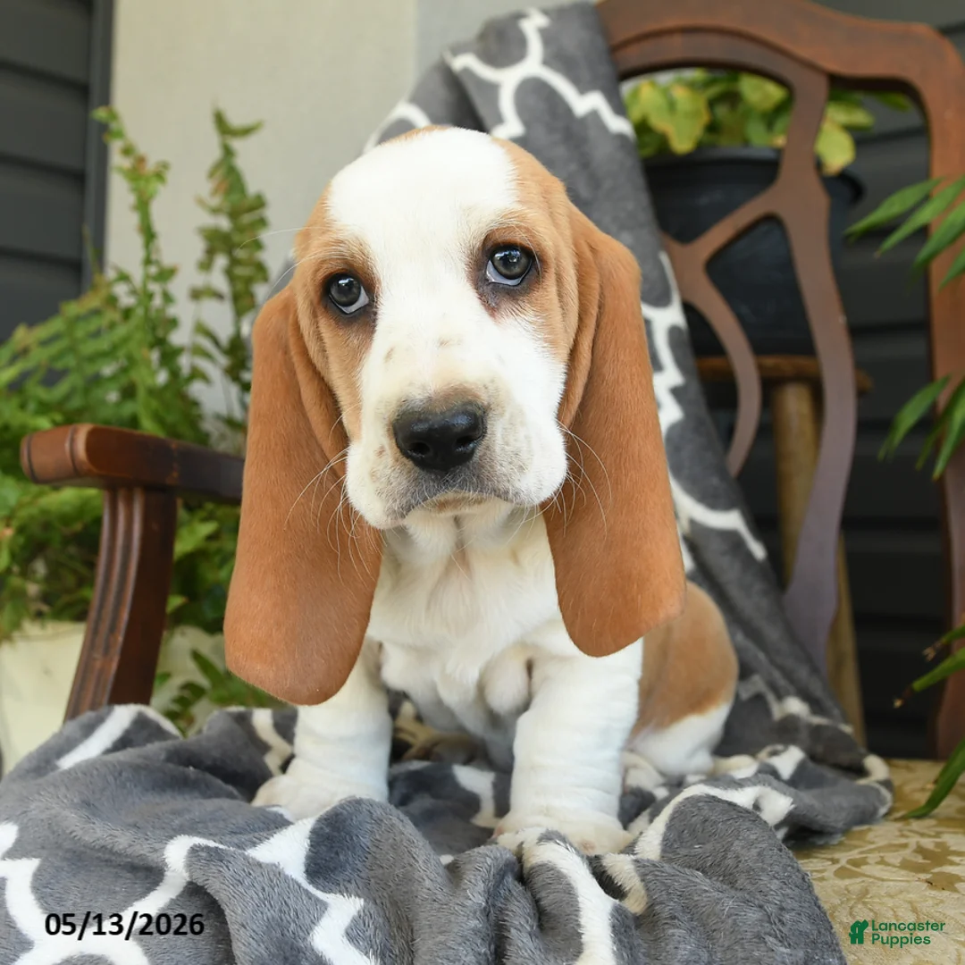 Basset Hound dogs for sale: Fanny - Ad 2