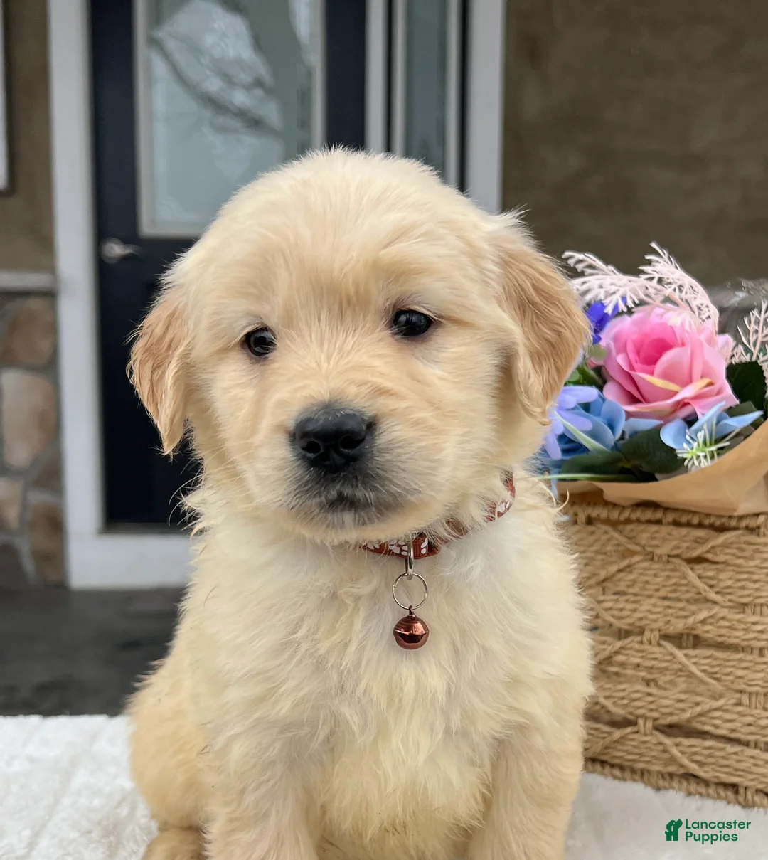 Golden Retriever dogs for sale: Duke - Ad 1