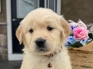 Golden Retriever dogs for sale: Duke - Ad 3