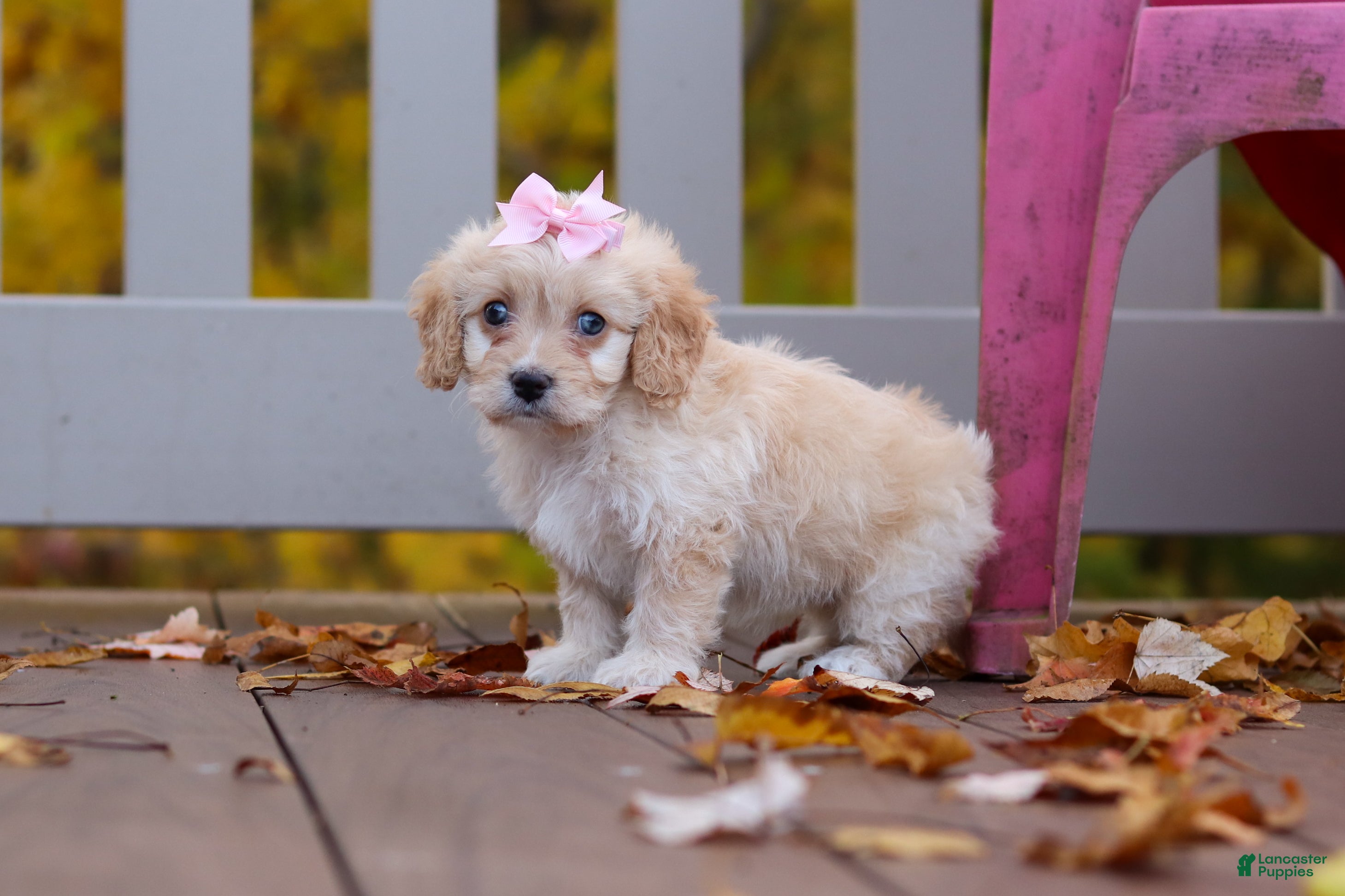 Cavachon dogs for sale: Honey - Ad 2