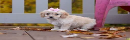 Cavachon dogs for sale: Honey - Ad 2