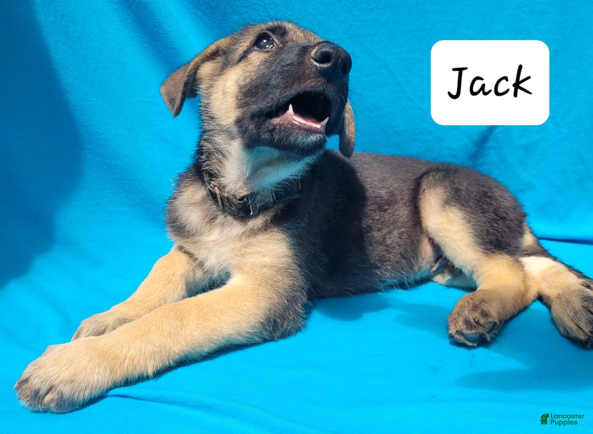 German Shepherd dogs German Shepherd 2 - Ad 40