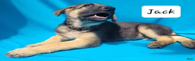 German Shepherd 2