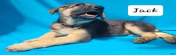 German Shepherd dogs for sale: German Shepherd 2 - Ad 1