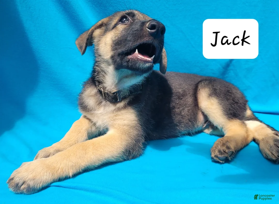 German Shepherd dogs for sale: German Shepherd 2 - Ad 1