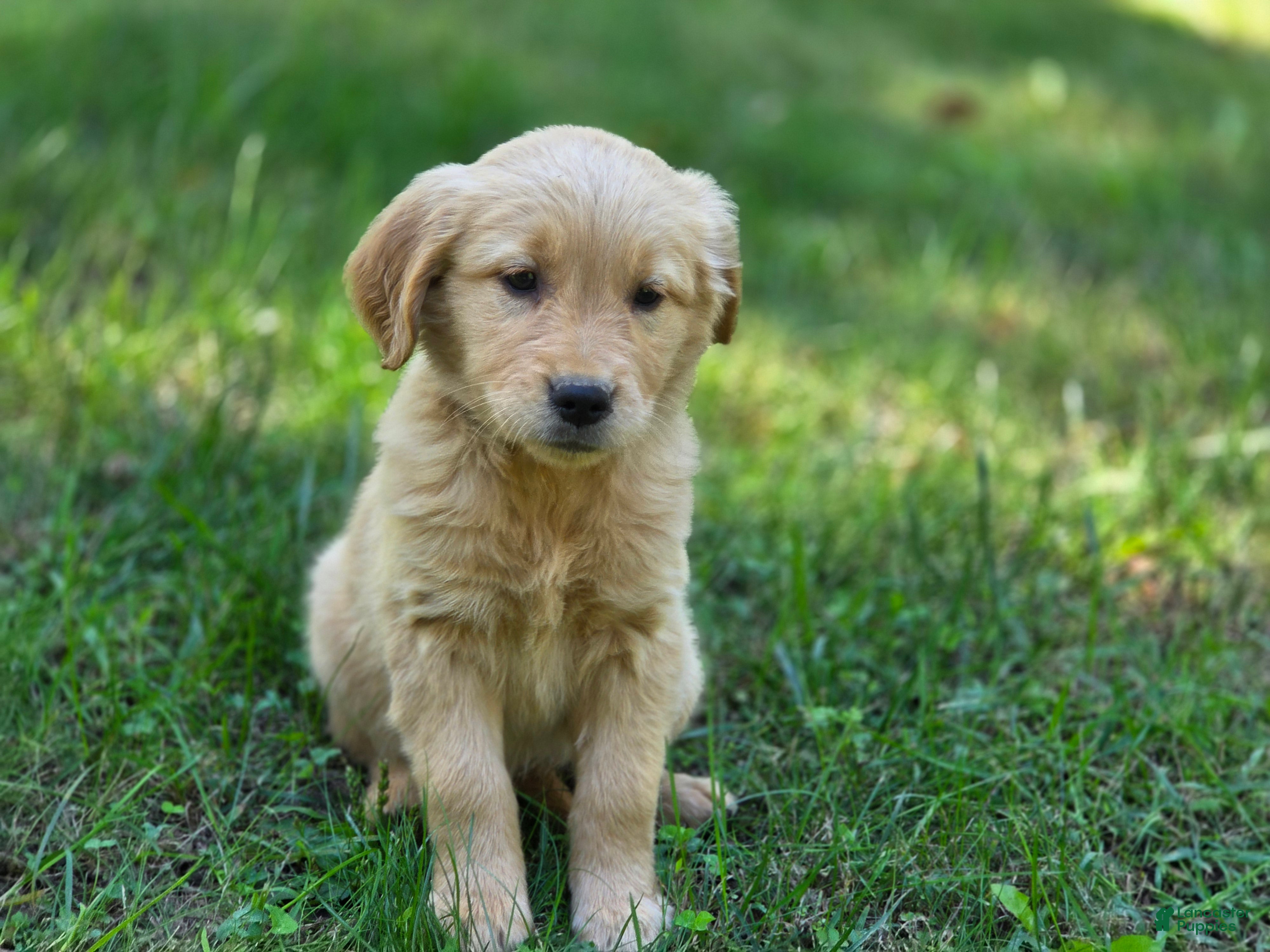 Golden Retriever dogs Meg Golden Retriever  - Ad 2