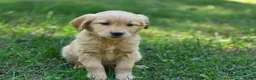 Golden Retriever dogs for sale: Meg Golden Retriever  - Ad 6