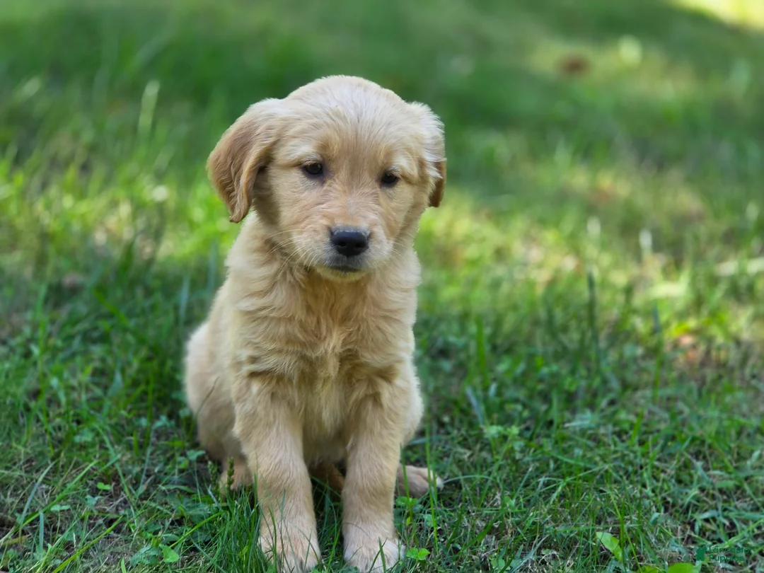 Golden Retriever dogs for sale: Meg Golden Retriever  - Ad 2