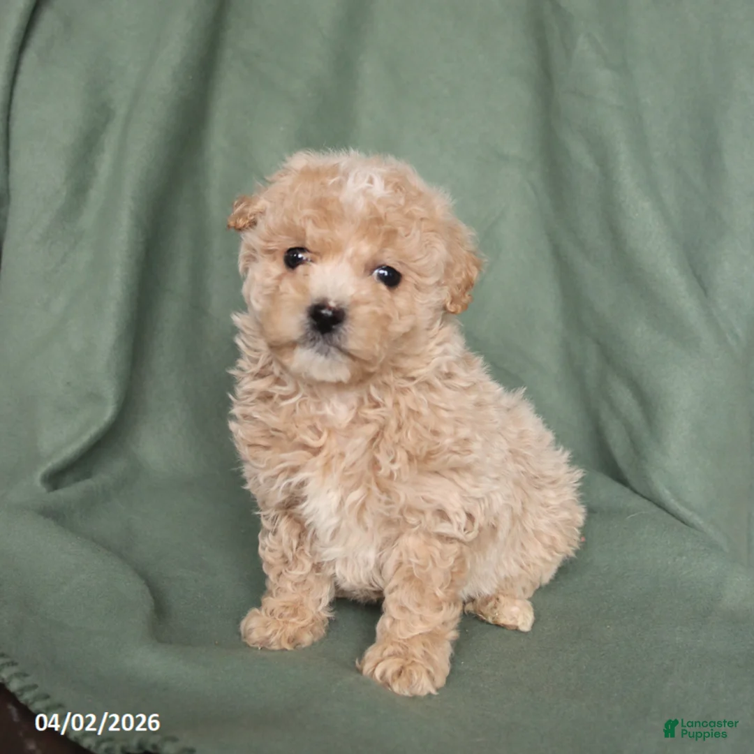 Maltipoo dogs for sale: Happy - Ad 5