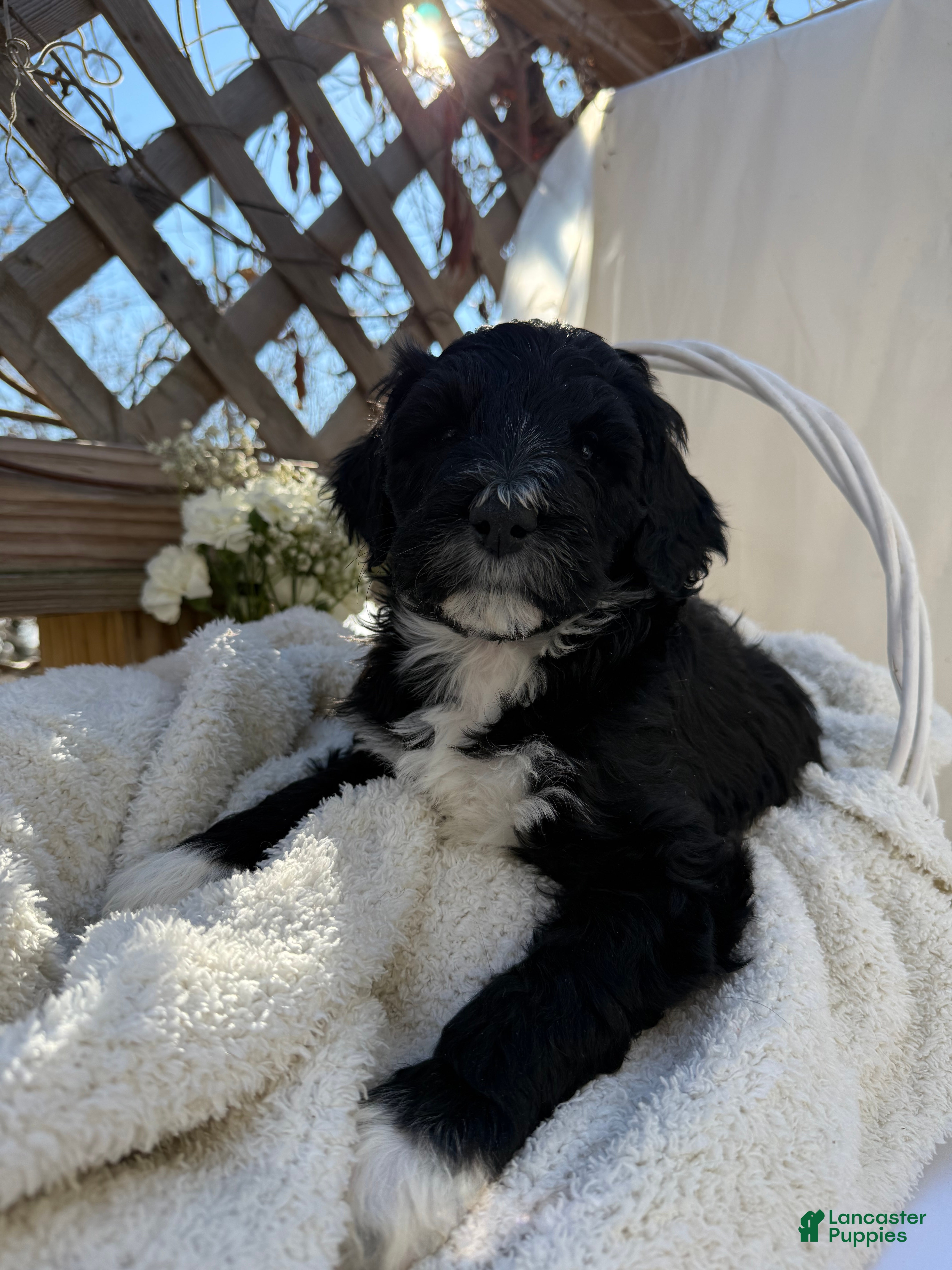 Mixed Breed dogs Lola - Ad 1