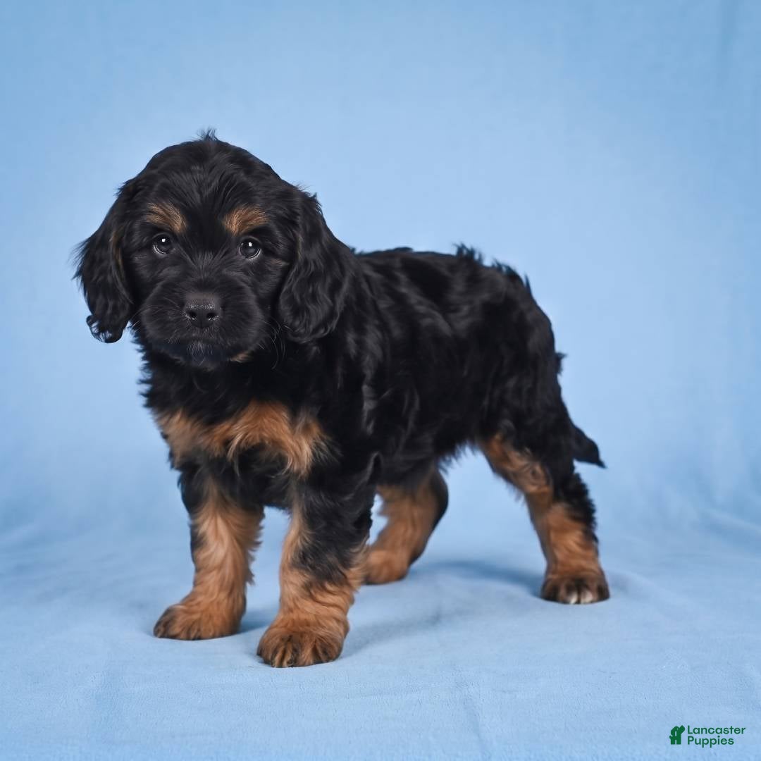 Cockapoo dogs Moley - Ad 2
