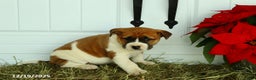 Mixed Breed dogs for sale: Stacey - Ad 2