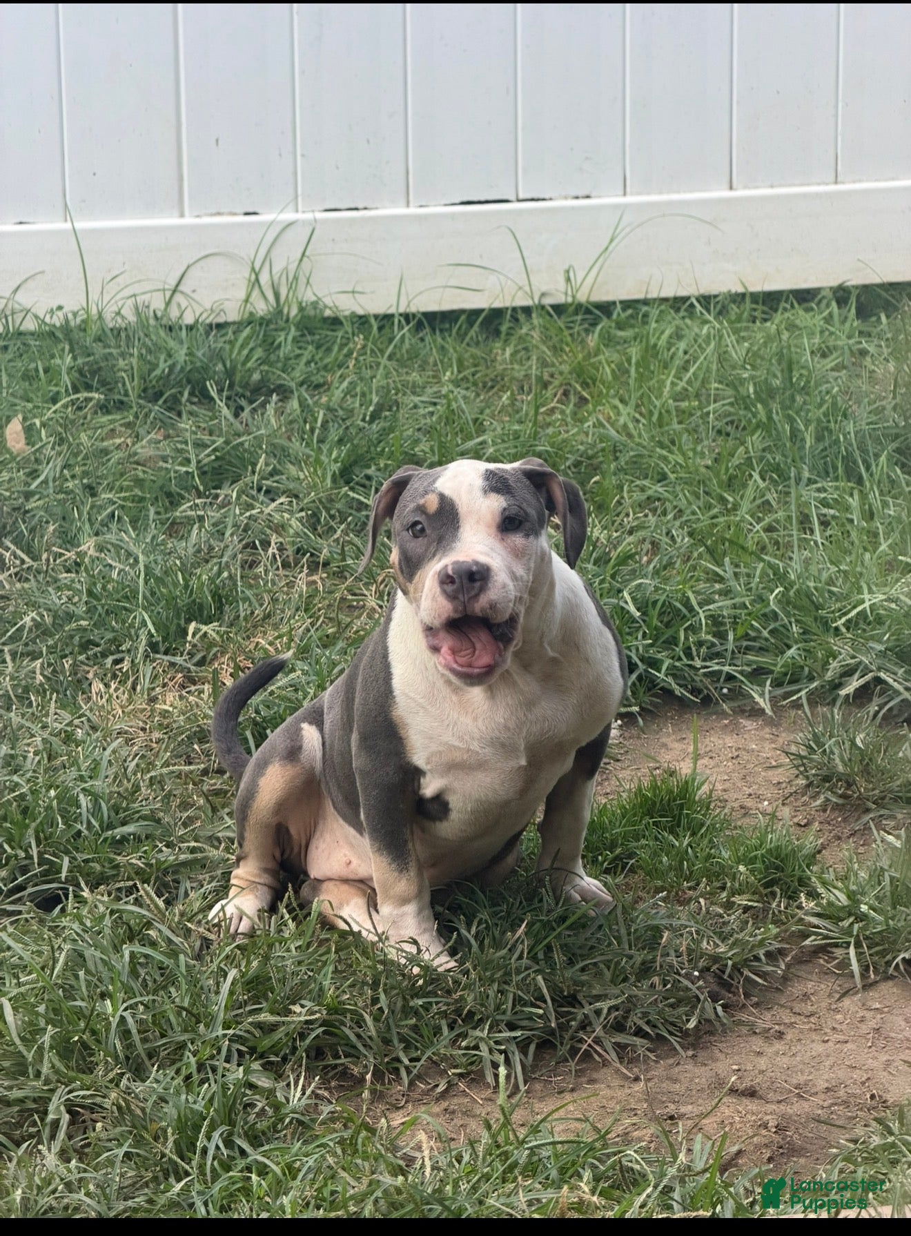 American Bully dogs Harley - Ad 1