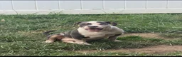 American Bully dogs for sale: Harley - Ad 1