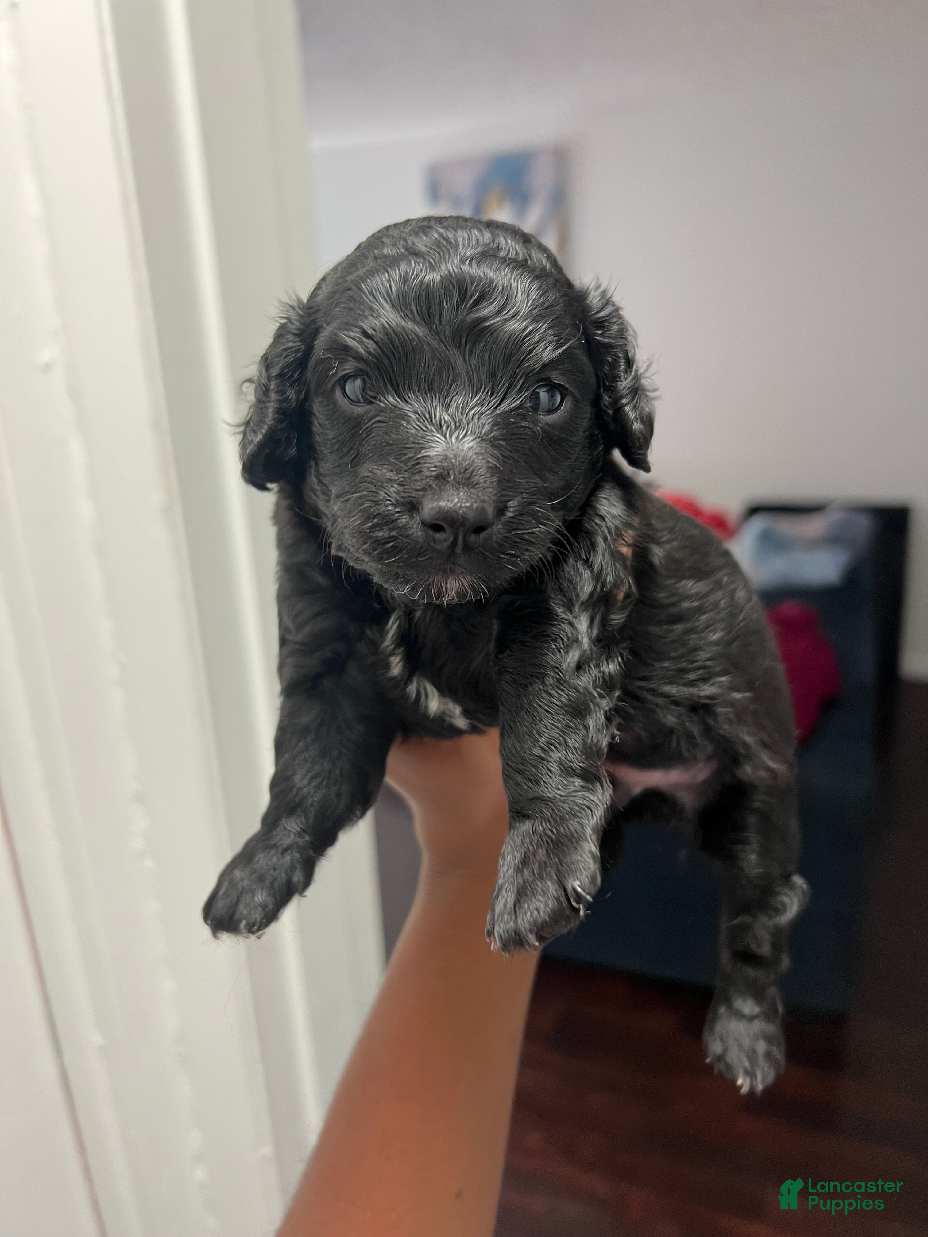 Cockapoo dogs for sale: Cockapoo 1 - Ad 40