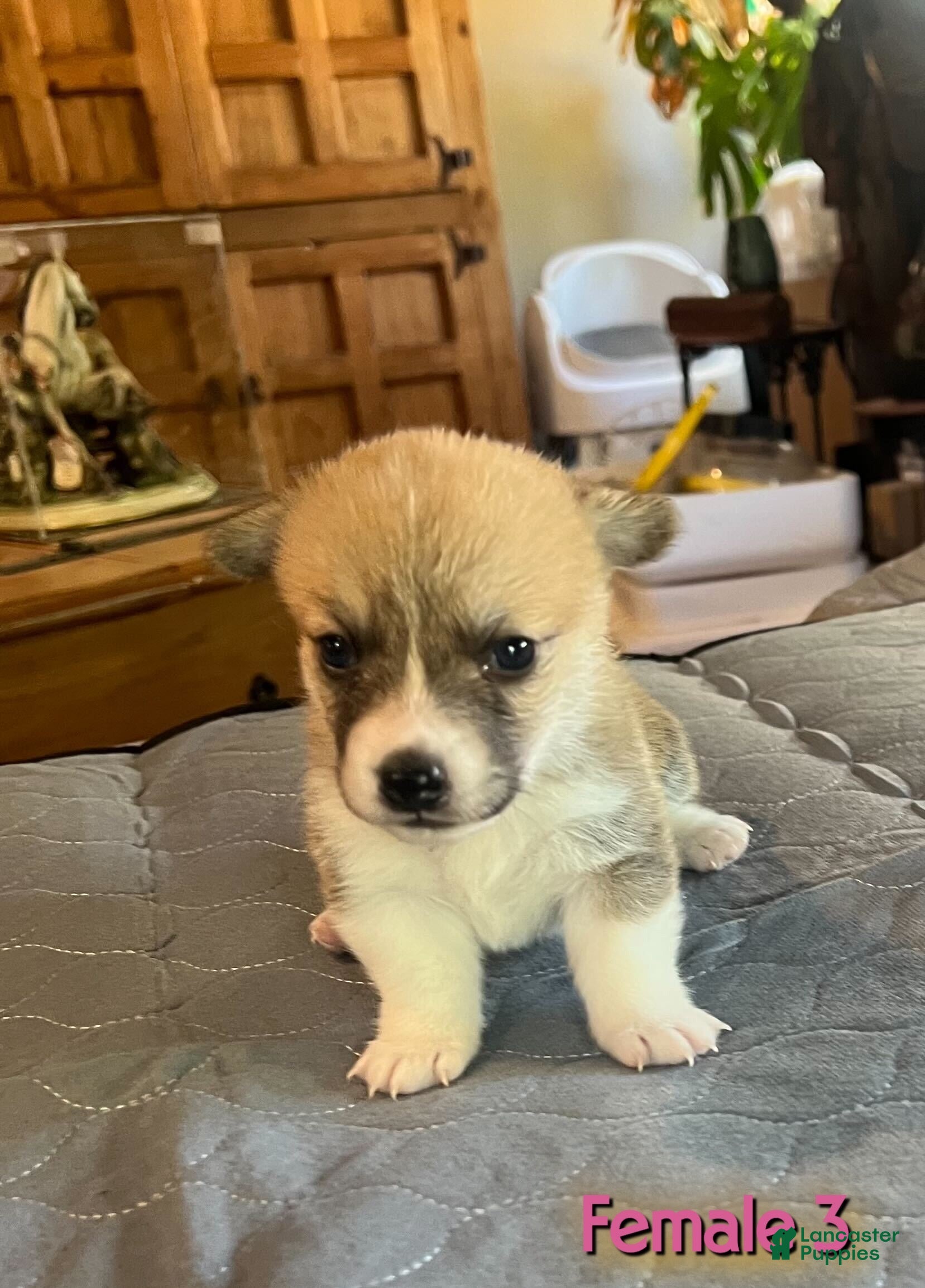 Welsh Corgi Pembroke dogs Welsh Corgi Pembroke Puppy 5 - Ad 2