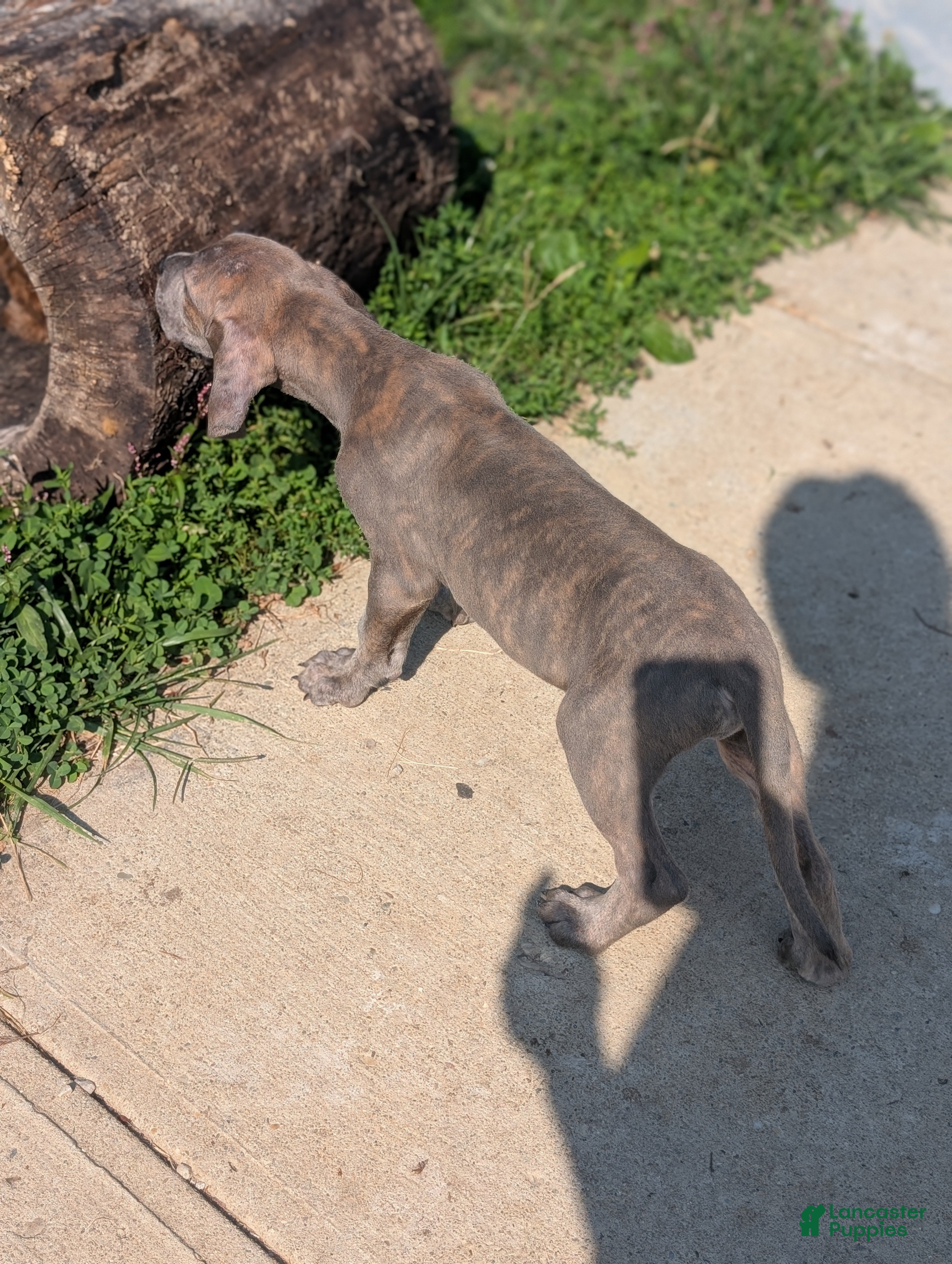 Great Dane dogs Draco-male - Ad 2