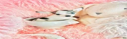 Chihuahua dogs for sale: Chihuahua 1 - Ad 4