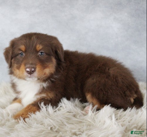 Australian Shepherd dogs Toffee - Ad 37
