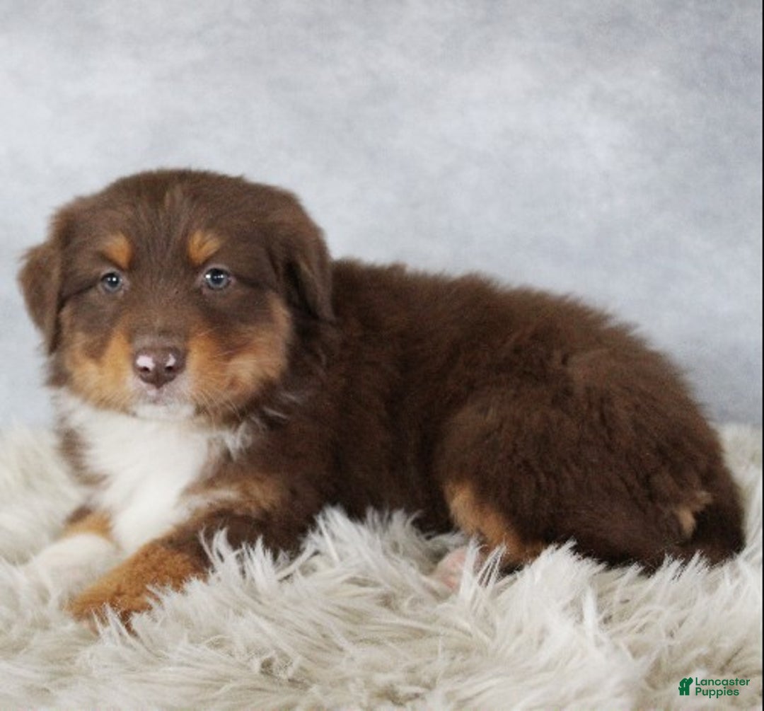 Australian Shepherd dogs for sale: Toffee - Ad 1