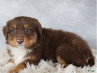 Australian Shepherd dogs Toffee - Ad 20