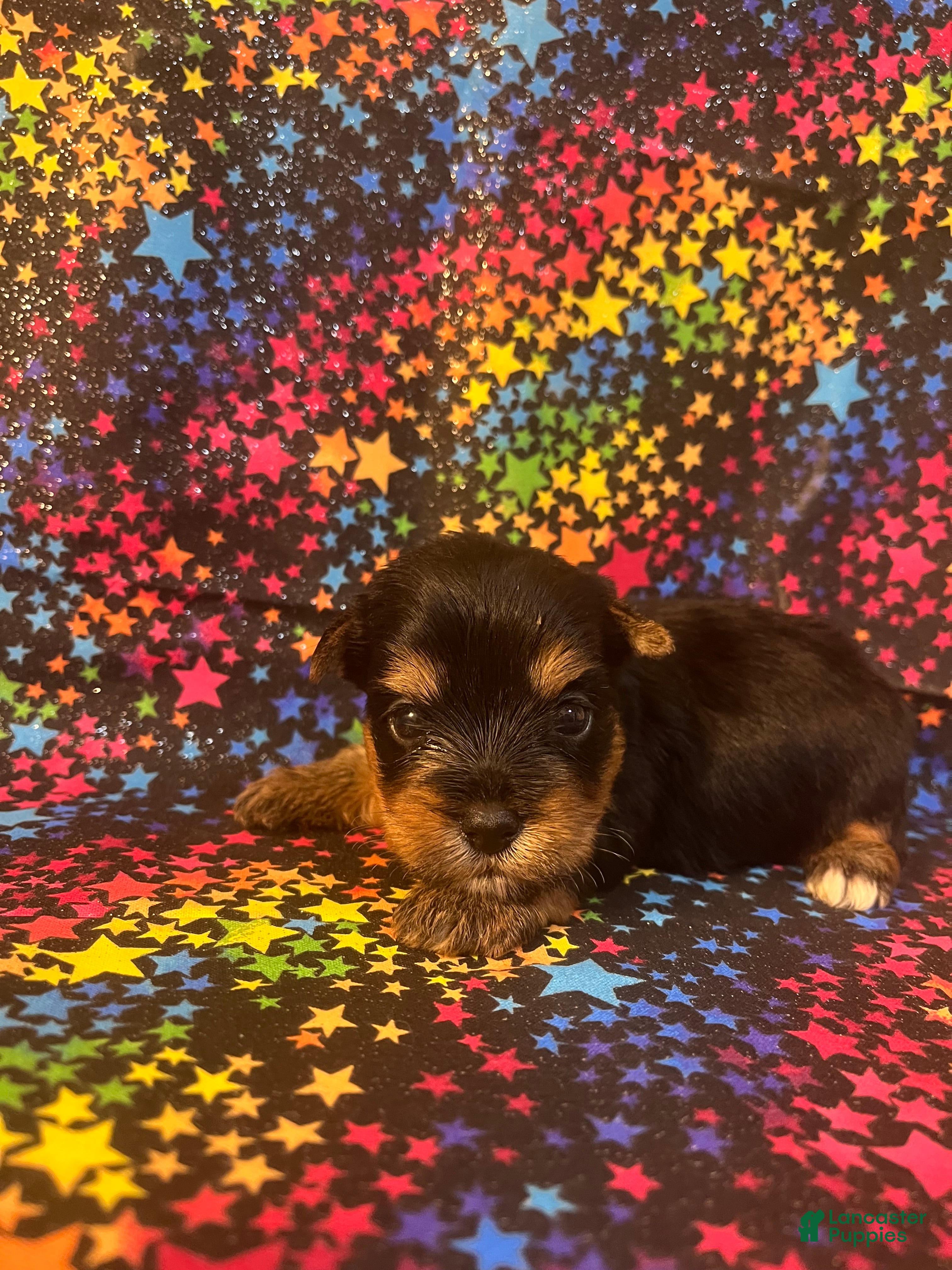 Yorkshire Terrier dogs Yorkshire Terrier 2 boy - Ad 2