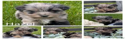 Havapoo dogs for sale: Hazel - Ad 4