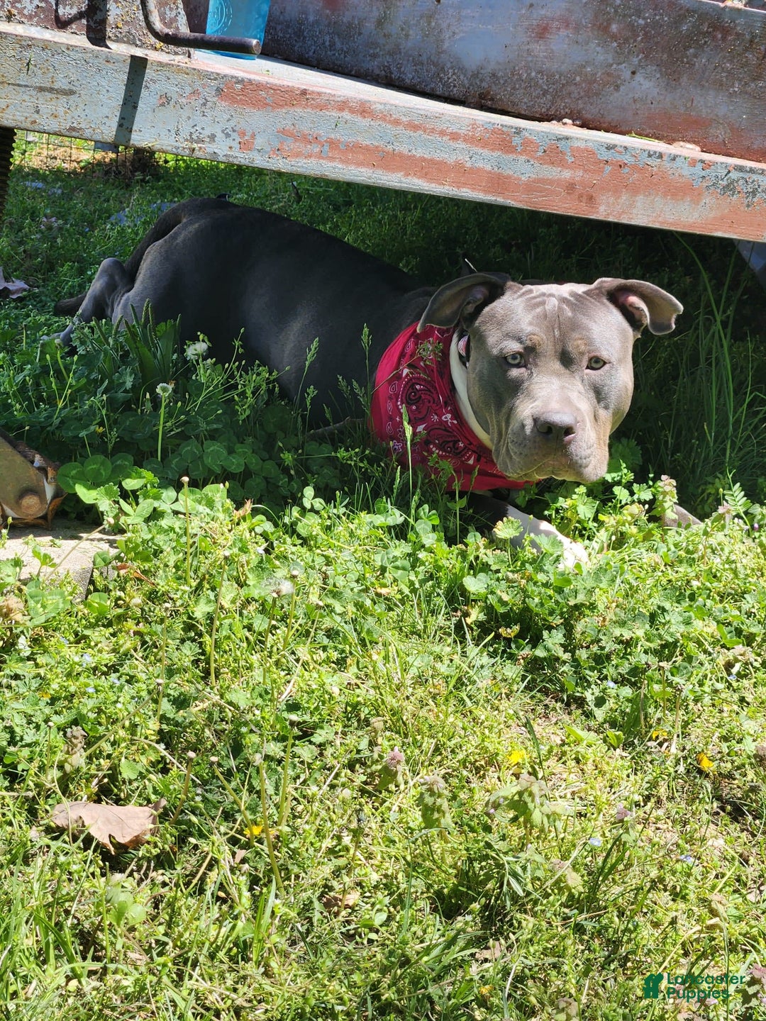 Gallery Image {{count}}