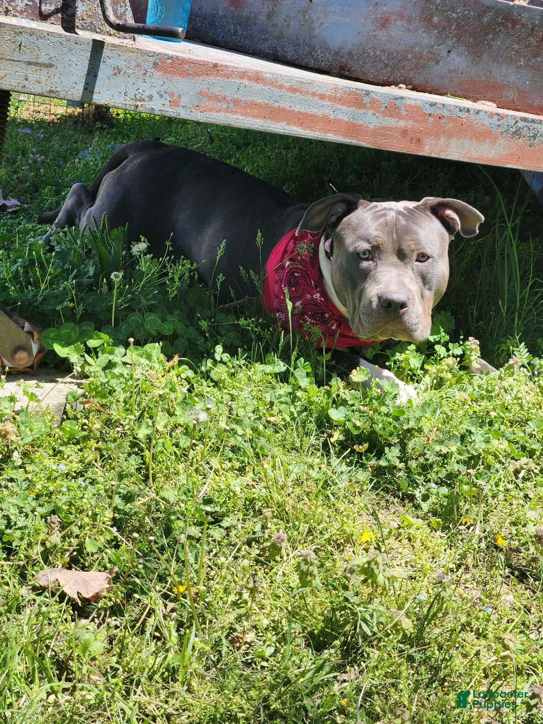 Gallery Image {{count}}