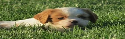 Cavalier King Charles Spaniel dogs for sale: Latte - Ad 4