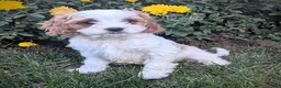 Cavapoo dogs for sale: Mr Benny - Ad 9