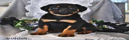 Rottweiler dogs for sale: Frisky - Ad 3