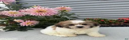Teddy Bear dogs for sale: Lizzie - Ad 5