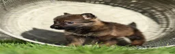 German Shepherd dogs for sale: Fia German Shepherd  - Ad 5