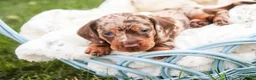 Miniature Dachshund dogs for sale: Cassidy Miniature Dachshund  - Ad 5