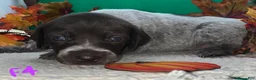 German Shorthaired Pointer dogs for sale: M1 - Ad 6