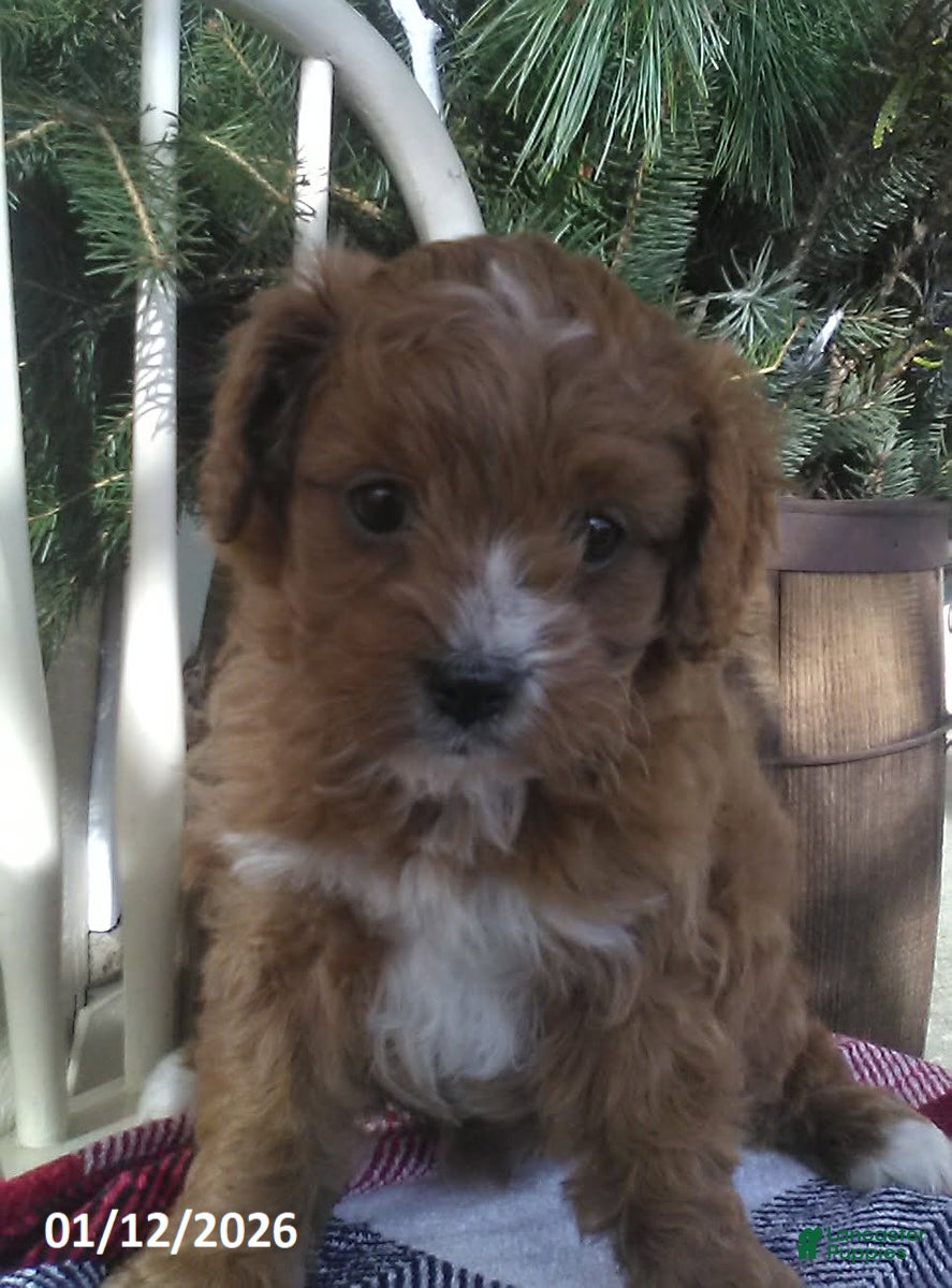 Cavapoo dogs Valentine - Ad 2