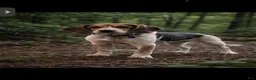 Beagle dogs for sale: Girl 3 - Ad 2